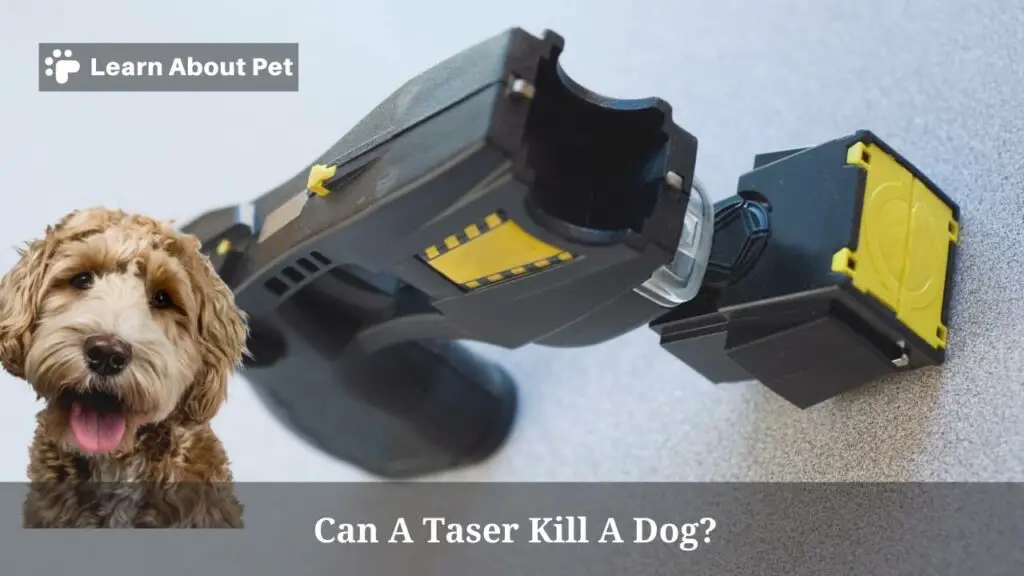 Can A Taser Kill A Dog? 2023