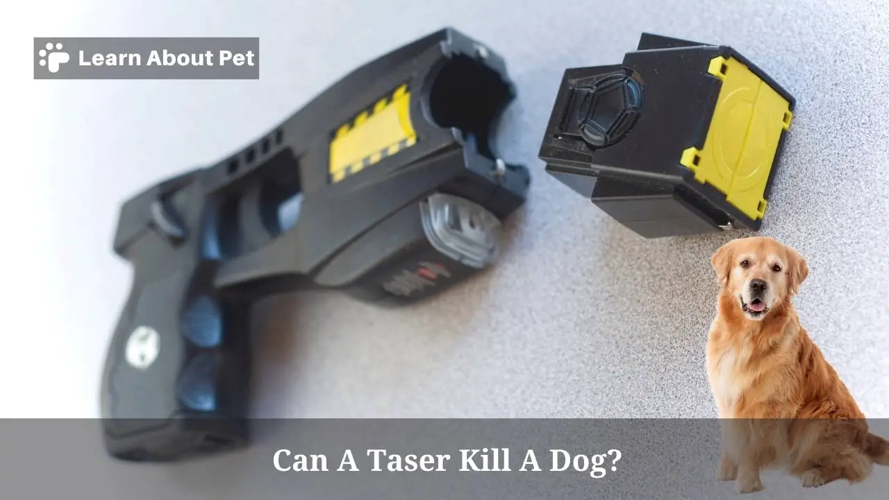 Can a taser kill a dog