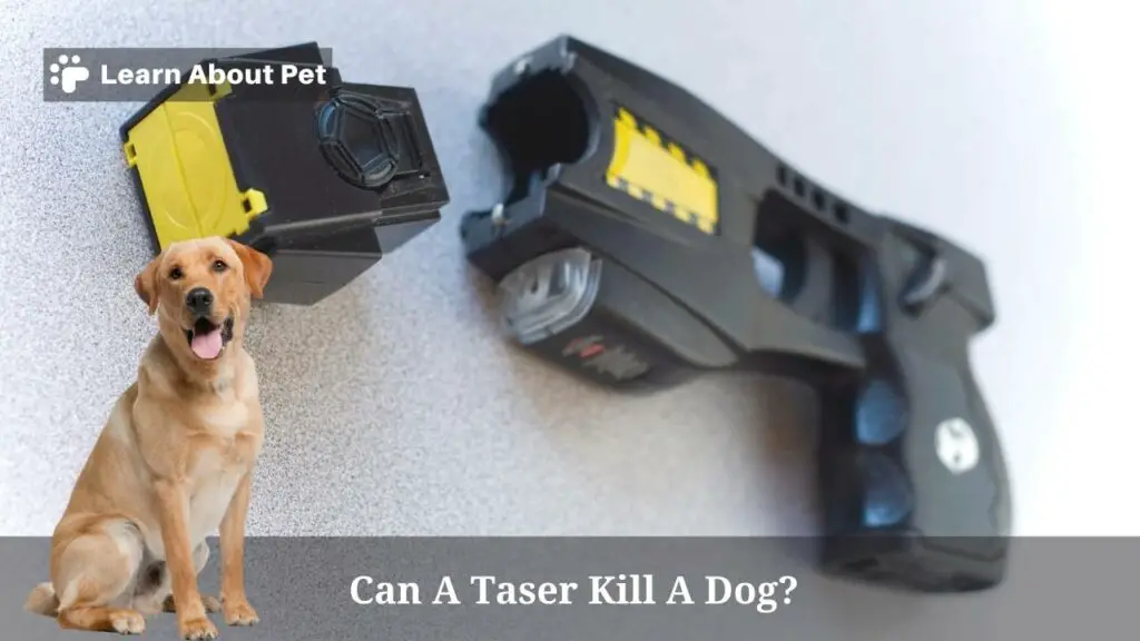 Can A Taser Kill A Dog? 2025