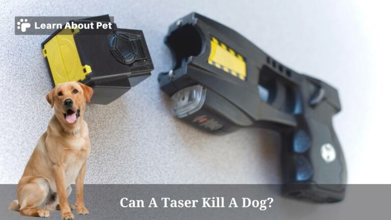 Can A Taser Kill A Dog? - 2023