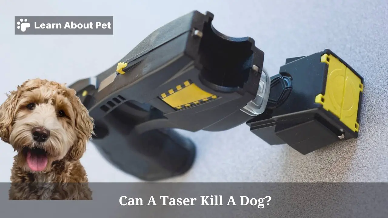 Can A Taser Kill A Dog? - 2023