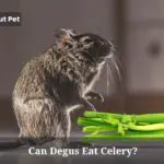 Can Degus Eat Celery? (7 Interesting Facts)