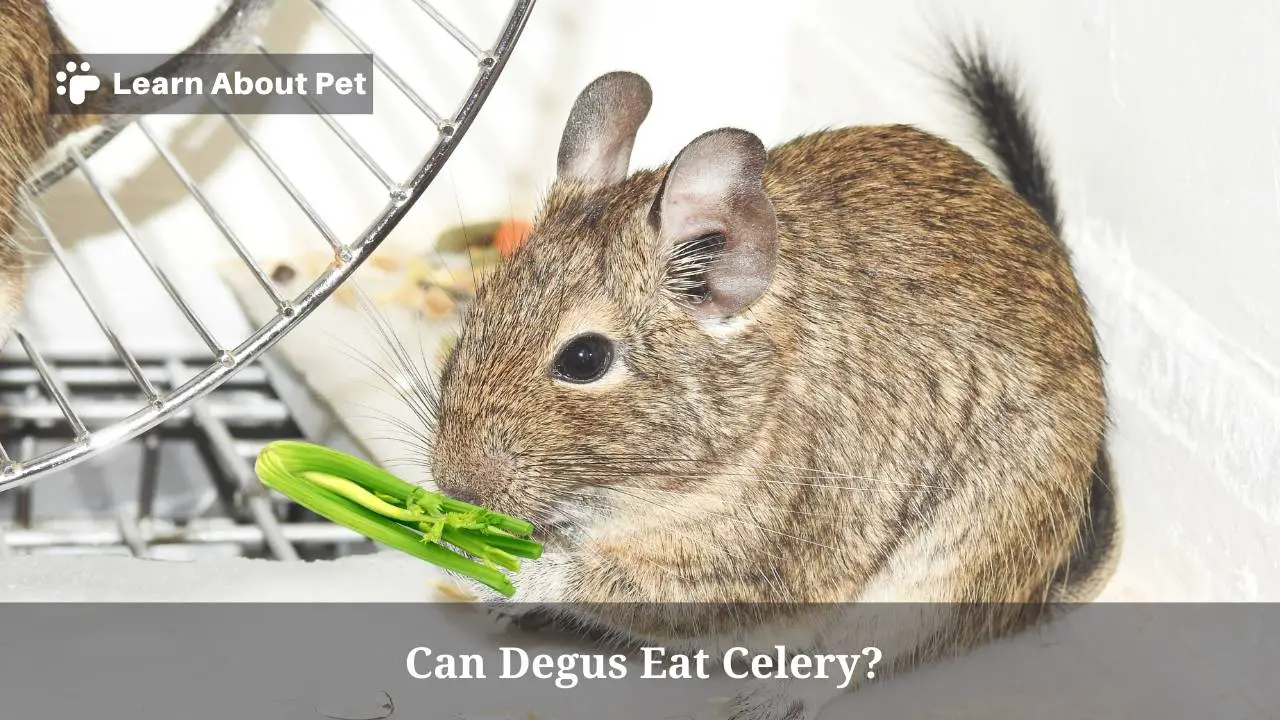 Can degus eat celery