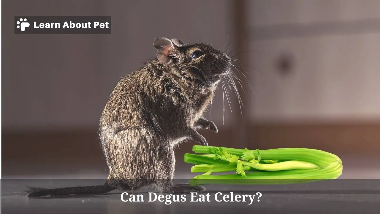 Can degus eat celery