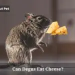 Can Degus Eat Cheese? (7 Interesting Facts)