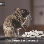 Can Degus Eat Coconut? (5 Interesting Facts)