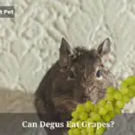 Can Degus Eat Grapes? (5 Interesting Facts)