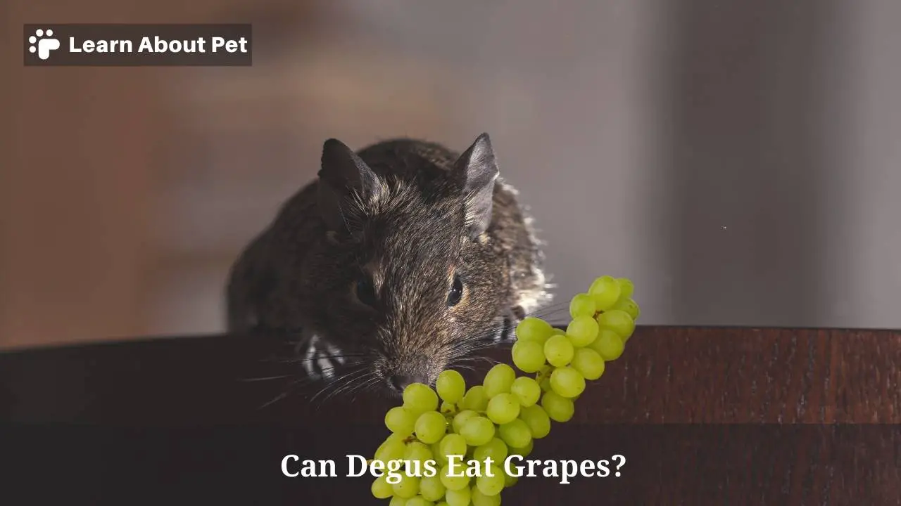 Can degus eat grapes