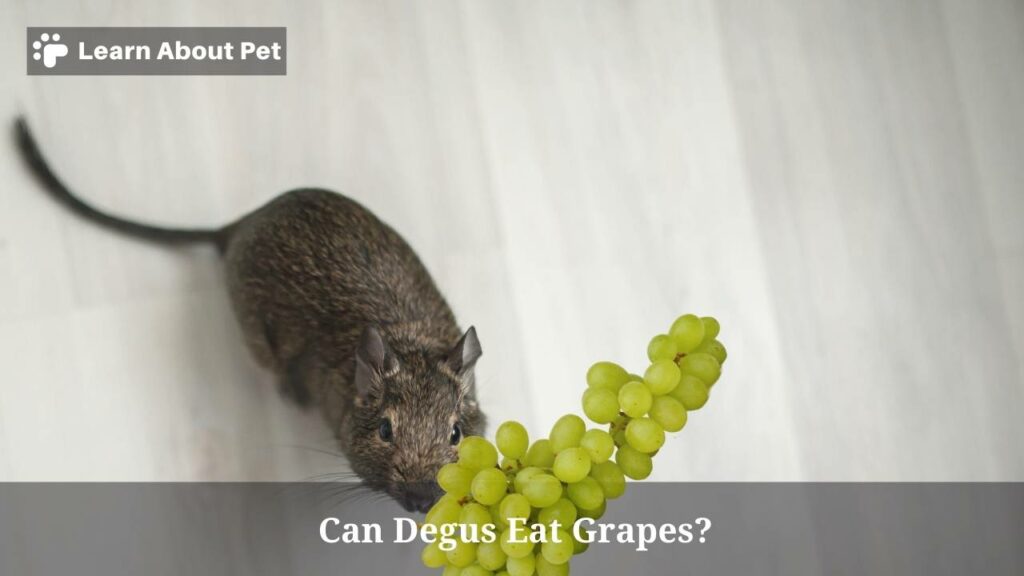 Picture of Can Degus Eat Grapes? (5 Interesting Facts) - 2026