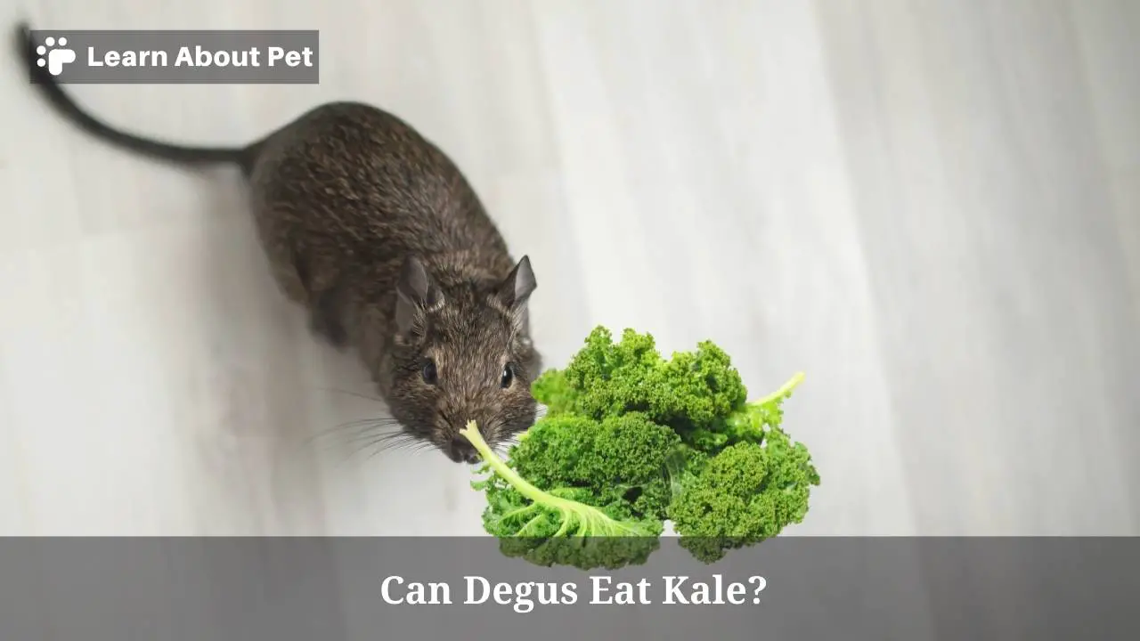 Can degus eat kale