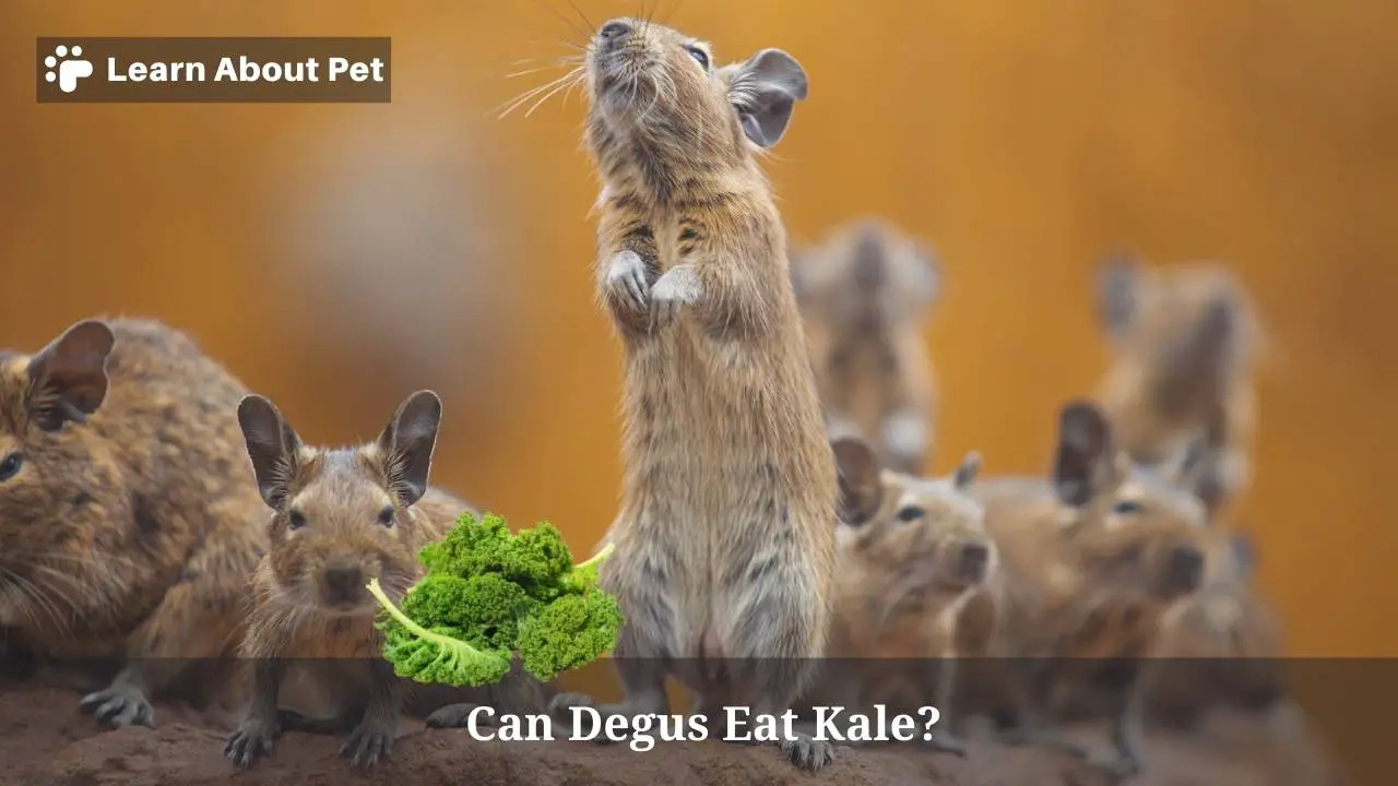 Can degus eat kale