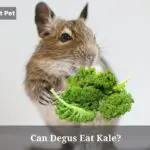 Can Degus Eat Kale? (5 Clear Food Facts)