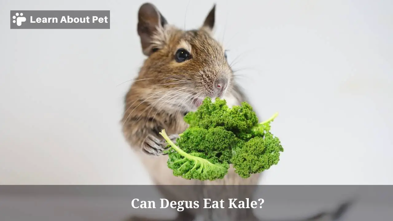 Can degus eat kale