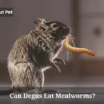 Can Degus Eat Mealworms? (5 Quick Clear Facts)