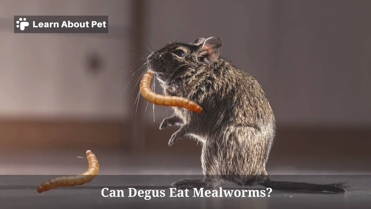 Can degus eat mealworms