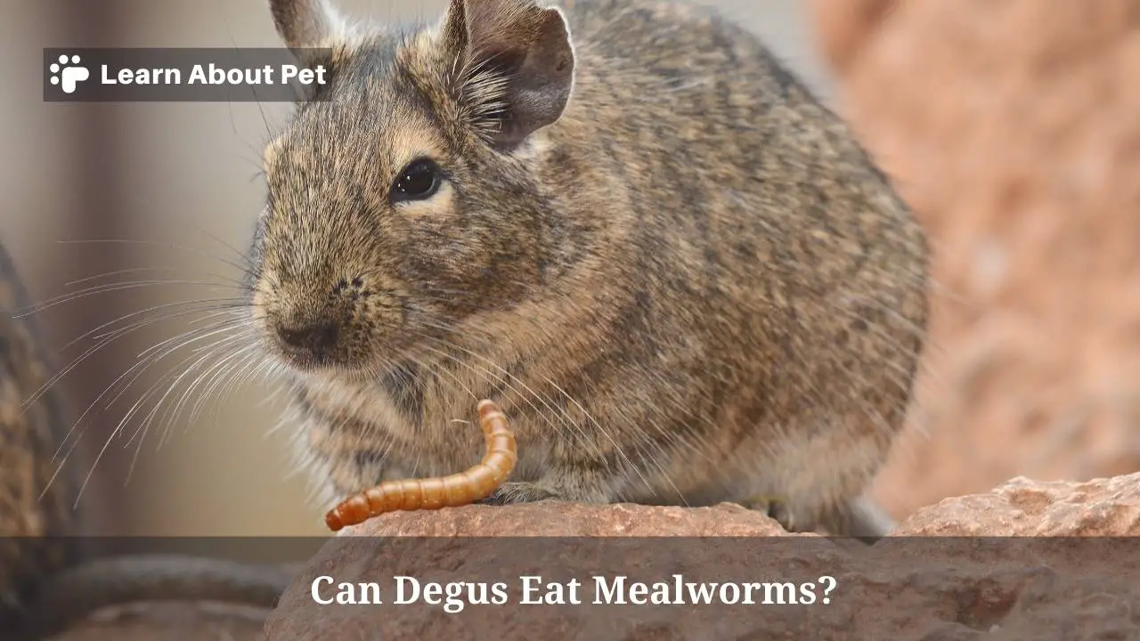 Can degus eat mealworms