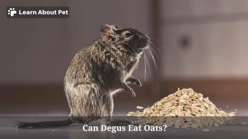 Can Degus Eat Oats? (5 Interesting Facts) 2023