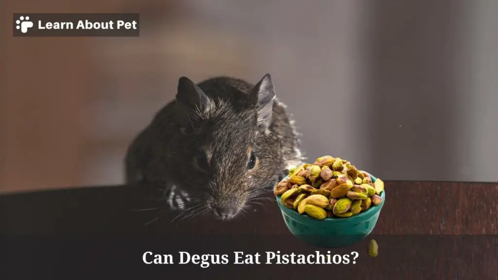 Can Degus Eat Pistachios? (5 Cool Facts) 2023