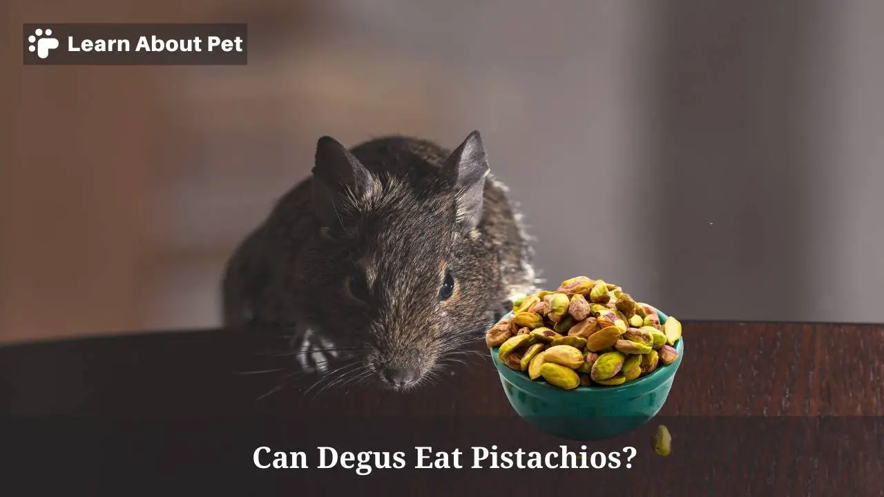 Can Degus Eat Pistachios? (5 Cool Facts) 2025