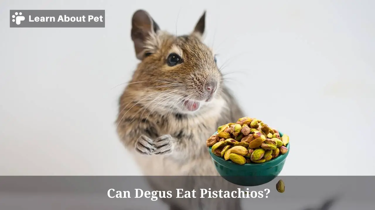 Can degus eat pistachios