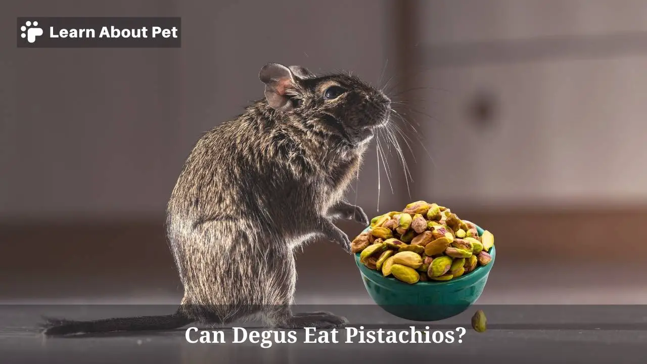 Can Degus Eat Pistachios? (5 Cool Facts) 2025