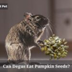 Can Degus Eat Pumpkin Seeds? (5 Clear Facts)