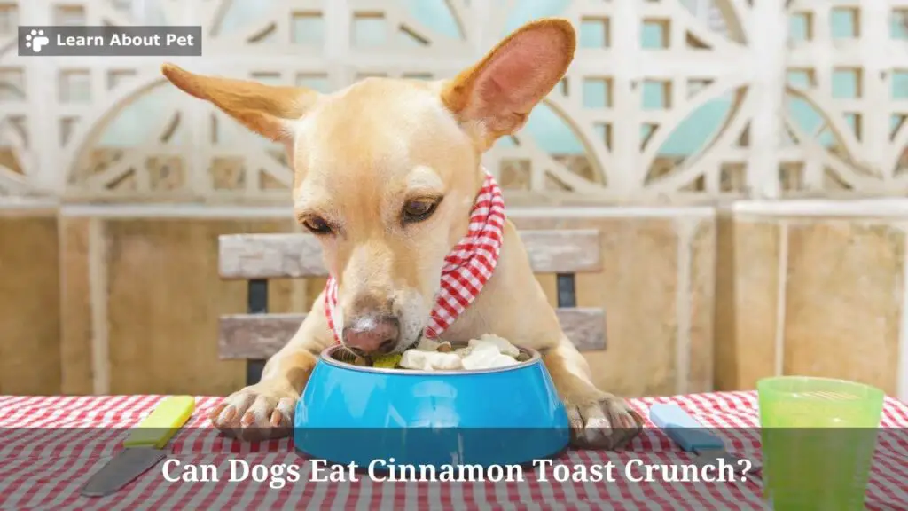 Can Dogs Eat Cinnamon Toast Crunch? (9 Interesting Facts)