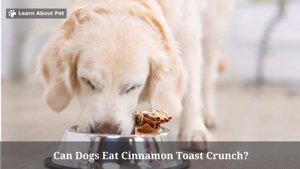 Can Dogs Eat Cinnamon Toast Crunch? (9 Interesting Facts)