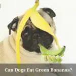 Can Dogs Eat Green Bananas? (9 Interesting Facts)