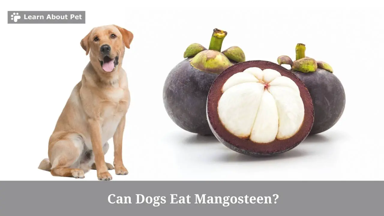 Can dogs eat mangosteen