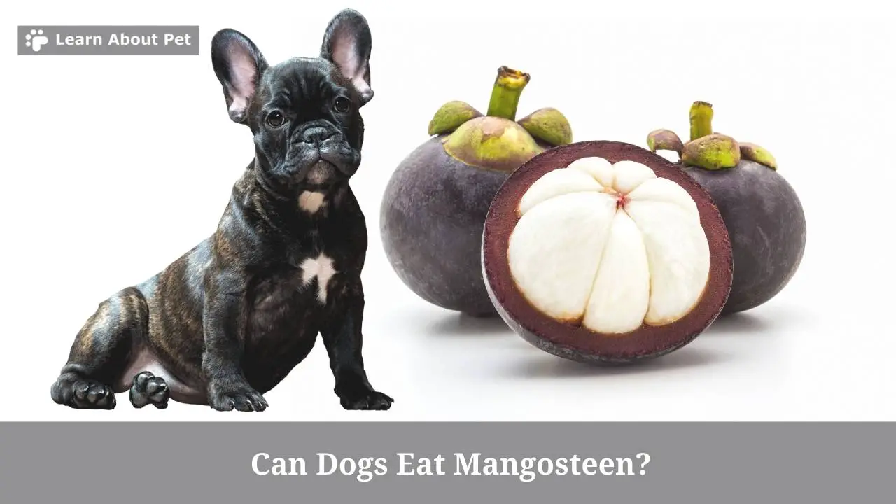 Can dogs eat mangosteen