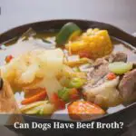 Can Dogs Have Beef Broth