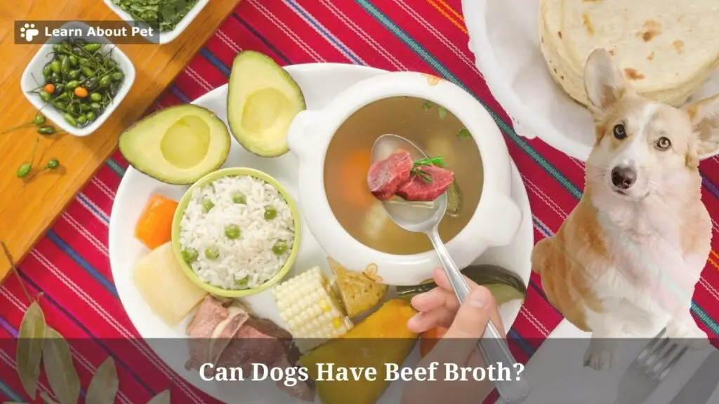 Can Dogs Have Beef Broth? Is Beef Broth Good For Dogs? 9 Clear Facts