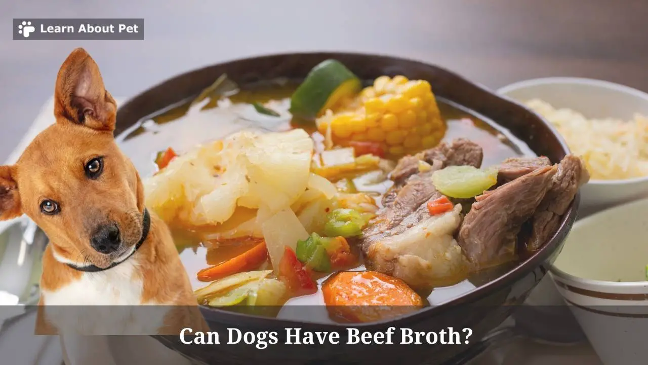 Can Dogs Have Beef Broth? Is Beef Broth Good For Dogs? 9 Clear Facts