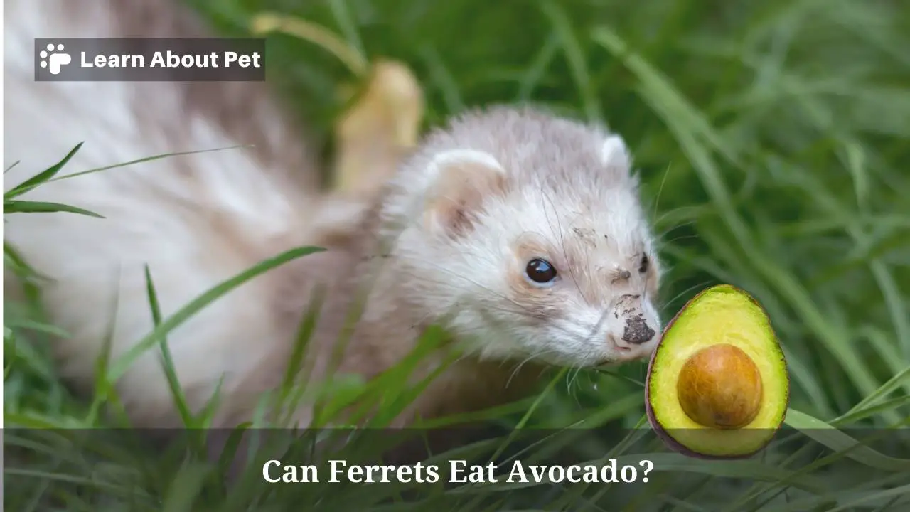 Can ferrets eat avocado