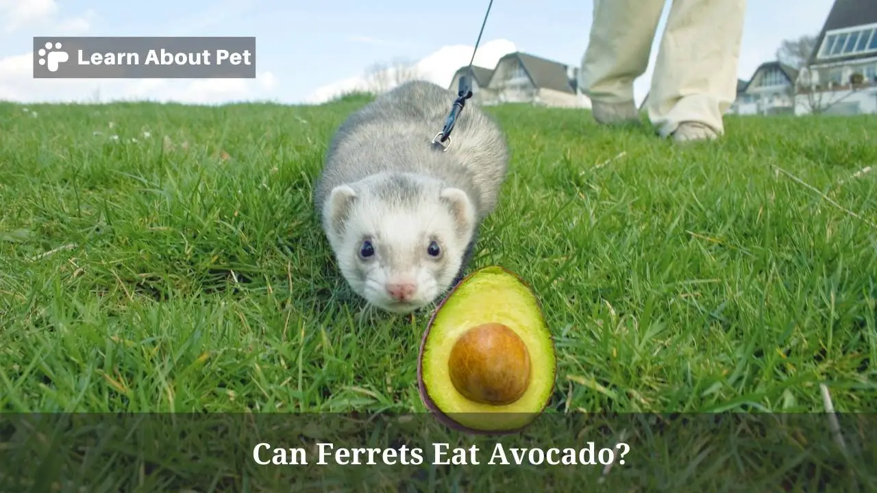 Can ferrets eat avocado