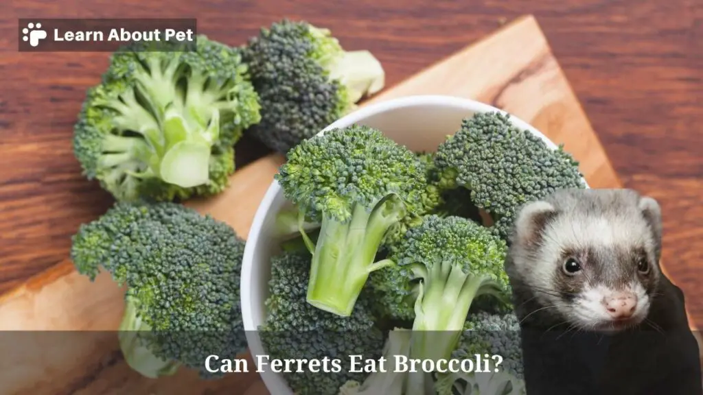 Can Ferrets Eat Broccoli? (7 Interesting Facts) 2023