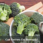Can Ferrets Eat Broccoli? (7 Interesting Facts) Can Ferrets Eat Broccoli