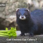 Can Ferrets Eat Celery? (7 Clear Facts) Can Ferrets Eat Celery