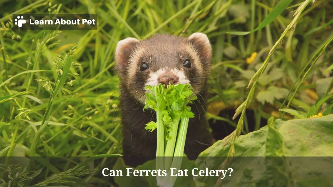 Can ferrets eat celery