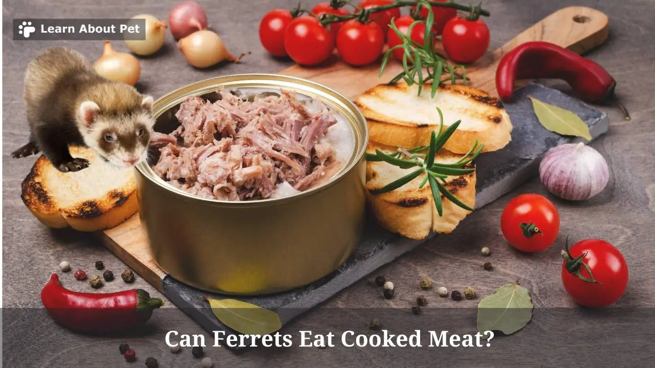 Can ferrets eat cooked meat
