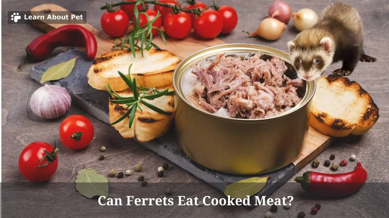 Can ferrets eat cooked meat