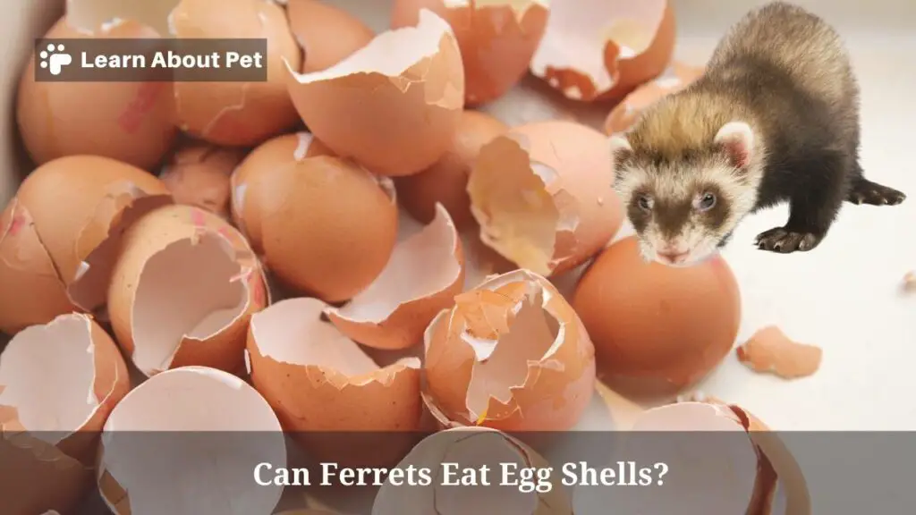 Can Ferrets Eat Egg Shells? (7 Clear Food Facts) 2024