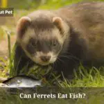 Can Ferrets Eat Fish? (9 Interesting Facts)