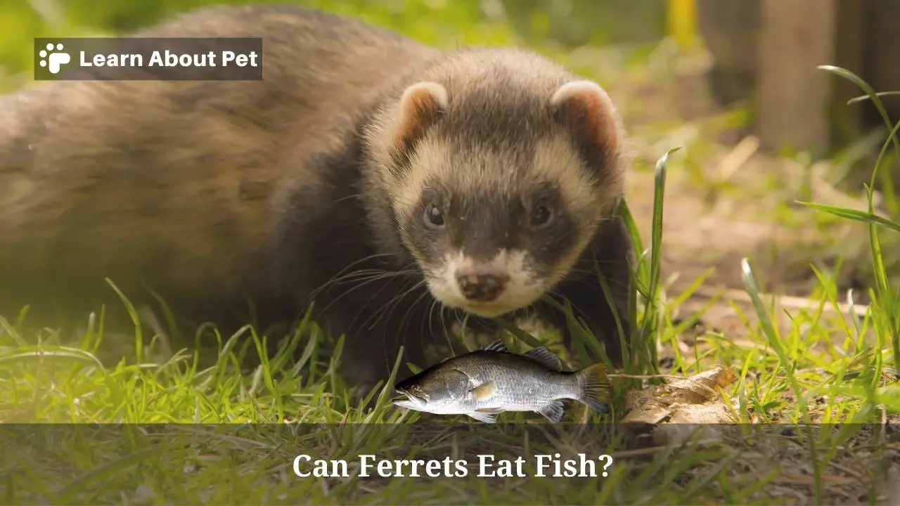 Can Ferrets Eat Fish? (9 Interesting Facts) - 2024