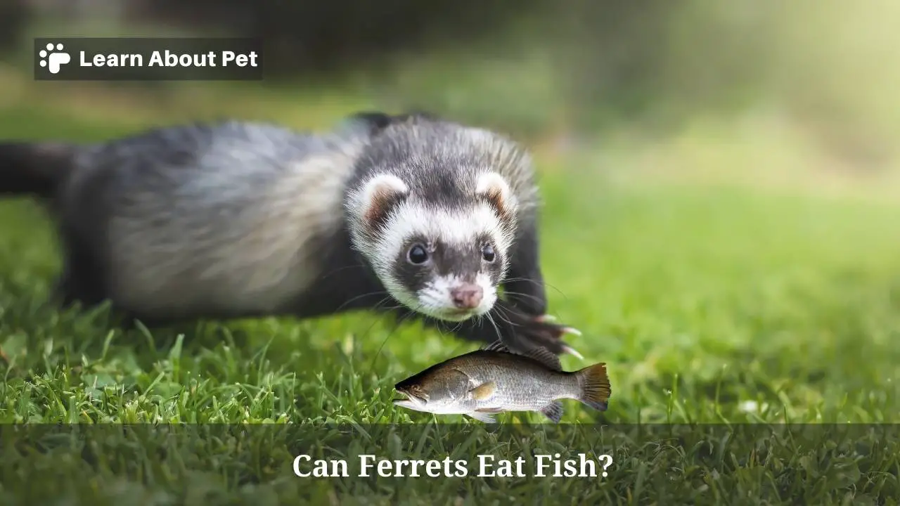 Can Ferrets Eat Fish? (9 Interesting Facts) - 2024