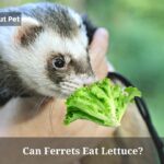 Can Ferrets Eat Lettuce