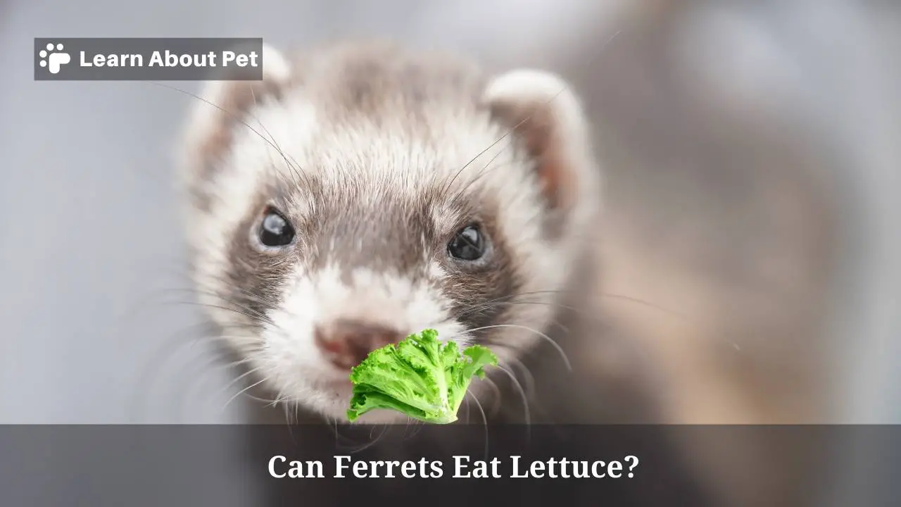 Can ferrets eat lettuce