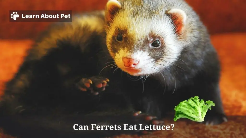 Can Ferrets Eat Lettuce? (5 Interesting Food Facts) 2024