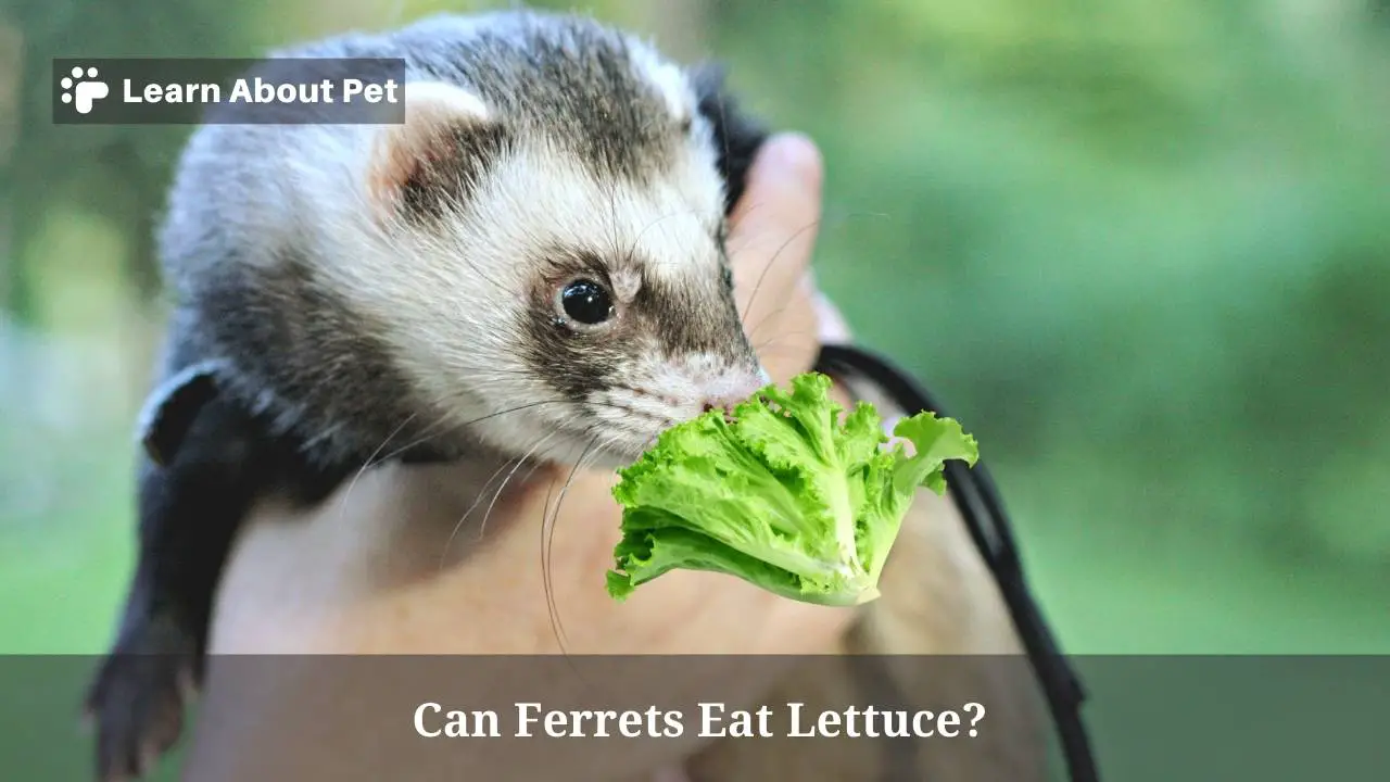 Can ferrets eat lettuce